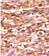 AP12614PU-N - CD309 / VEGFR-2 / Flk-1
