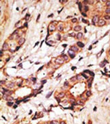 AP11624PU-N - CD33 / SIGLEC3
