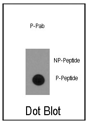 AP12633PU-N - CD91 / LRP1