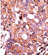 AP12633PU-N - CD91 / LRP1