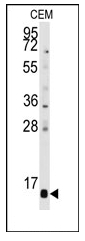 AP12491PU-N - PFDN6 / HKE2
