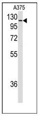 AP12524PU-N - Heat shock protein 105 / HSP105