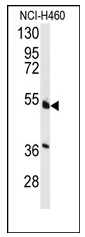 AP12423PU-N - HNF4 alpha / TCF14