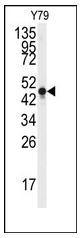 AP12426PU-N - Neuron specific enolase