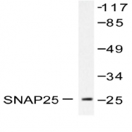 AP06319PU-N - SNAP25