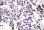 AP06504PU-N - Caspase-3