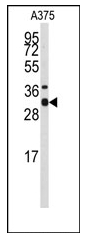 AP12469PU-N - Syntaxin 3 / STX3