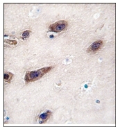 AP12469PU-N - Syntaxin 3 / STX3