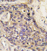AP11675PU-N - Hepatocyte growth factor / HGF