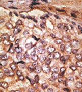 AP11626PU-N - CD170 / SIGLEC5
