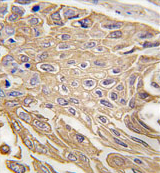 AP11626PU-N - CD170 / SIGLEC5