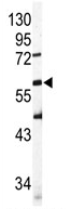AP11628PU-N - CD327 / SIGLEC6