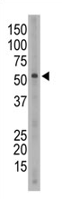 AP11629PU-N - CD327 / SIGLEC6
