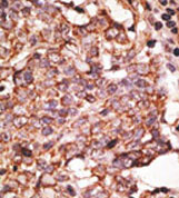 AP11629PU-N - CD327 / SIGLEC6