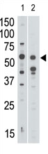 AP11630PU-N - CD328 / SIGLEC7
