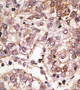 AP11630PU-N - CD328 / SIGLEC7