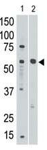 AP11632PU-N - CD329 / SIGLEC8
