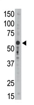AP11634PU-N - CD329 / SIGLEC9