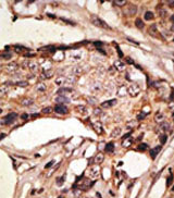 AP11634PU-N - CD329 / SIGLEC9
