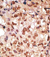 AP11641PU-N - CD328 / SIGLEC7