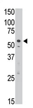 AP11643PU-N - CD328 / SIGLEC7
