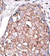 AP11643PU-N - CD328 / SIGLEC7