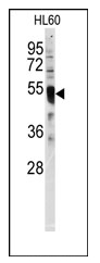 AP12482PU-N - IRF8 / ICSBP1