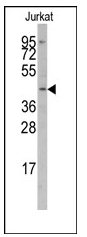 AP12483PU-N - IRF8 / ICSBP1