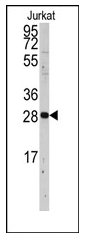AP12489PU-N - PCNA