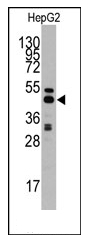 AP12360PU-N - AdoHcyase / AHCY