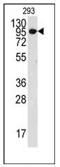 AP12402PU-N - Collagen type IX