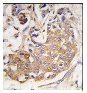 AP12402PU-N - Collagen type IX