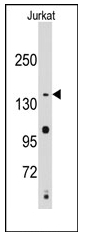 AP12303PU-N - SMC2 / CAPE