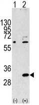 AP11781PU-N - EIF4E2 / EIF4EL3