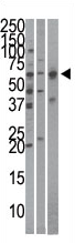 AP11806PU-N - KPNA4 / Importin alpha-4