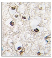 AP12314PU-N - QKI / Protein quaking