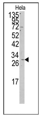 AP12321PU-N - Prohibitin / PHB