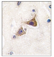 AP12331PU-N - Junctophilin-3 / JPH3