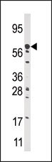 AP12253PU-N - CPT2