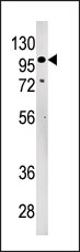 AP12122PU-N - LLGL2
