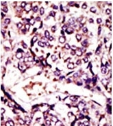 AP12129PU-N - ARL1