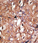 AP11873PU-N - CD73