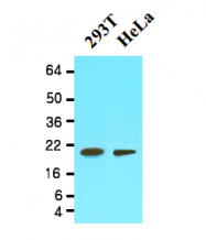 AM09068PU-N - Cyclophilin F