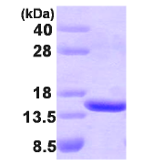 AR09214PU-L - TBCA