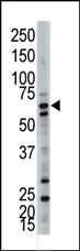 AP12099PU-N - Ubiquilin-3 (UBQLN3)