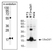 AP11968PU-N - UBE2D1 / SFT