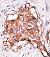 AP11942PU-N - GDF3