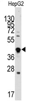AP11943PU-N - GDF3