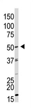 AP11946PU-N - GDF9