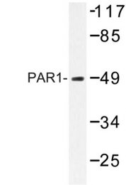 AP06630PU-N - Thrombin receptor / F2R